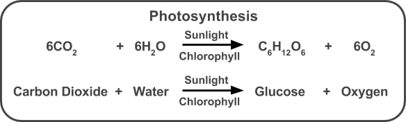 Photosynthesis CBSE Class 10 Life Processes