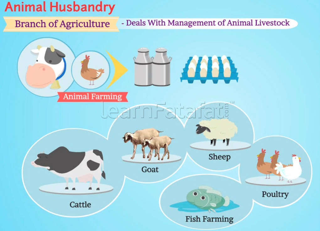 What is Animal Husbandry? | Class 9  Improvements in Food Resources