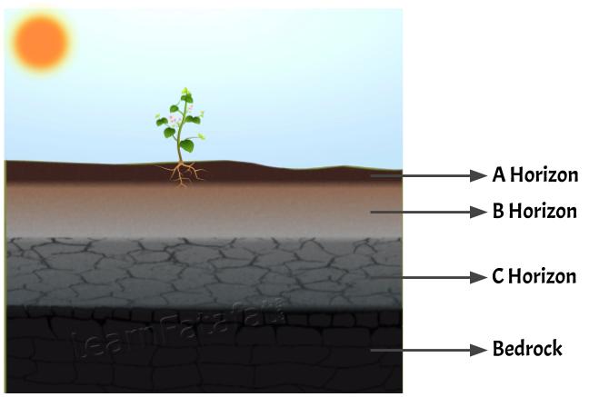 NCERT Solutions Class 7 Science Chapter 9 Q7 Cross section of soil and layers - Soil Profile