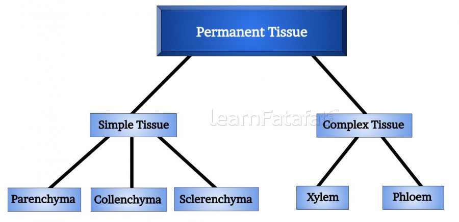NCERT Solution Class 9 Science Chapter 6 Q15 ans